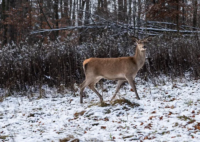 Bukowy - Everslow Apart-hotel Szklarska Poręba