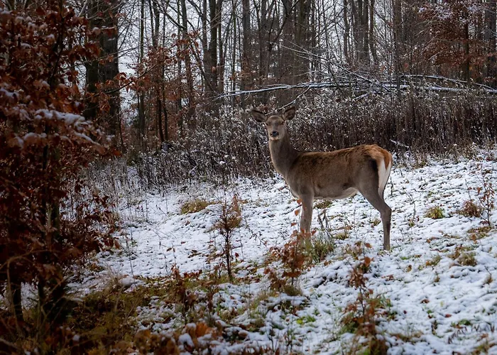 Bukowy - Everslow Apart-hotel Szklarska Poręba