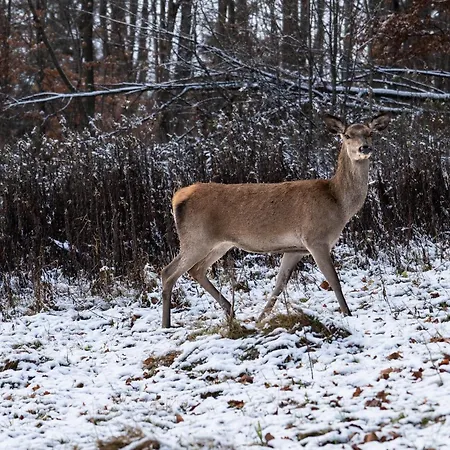 Bukowy - Everslow Hotel apartamentowy Szklarska Poręba