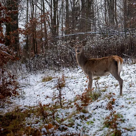 Bukowy - Everslow Hotel apartamentowy Szklarska Poręba